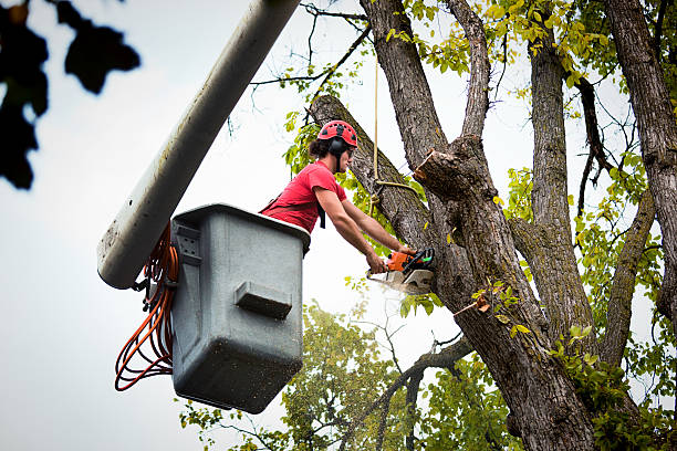 Tree Service Company in Scotia, NY